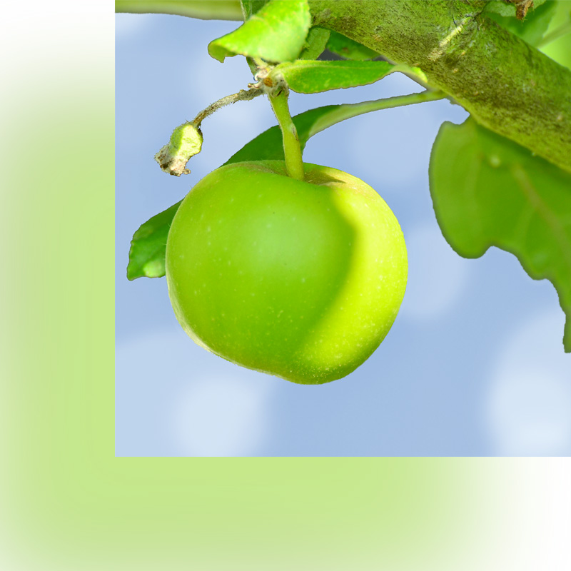 Grüner Apfel als Logo